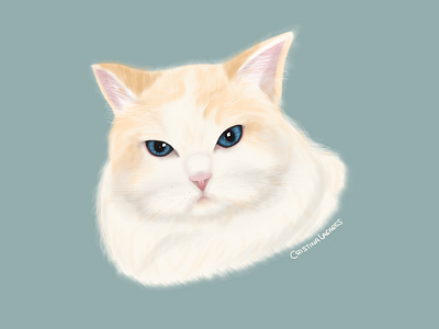 Cat illustration