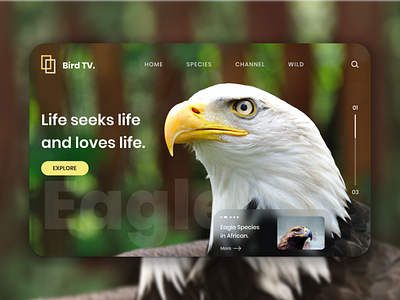 Hero Section Bird Concept animals bird eagle hero section landing page web template