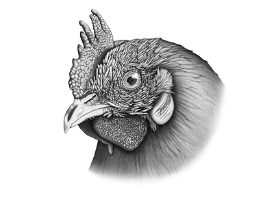 Jerk Chicken chicken pointillism procreate rooster