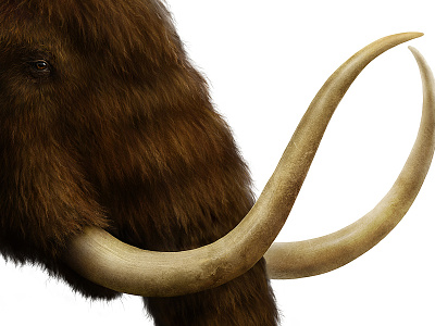 Mammoth animal detail eye fur mammoth nature paleo prehistoric