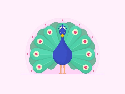 Peacock bird peacock