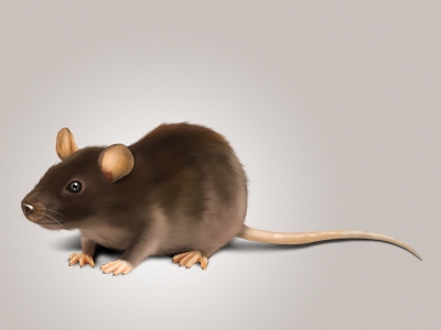 Mouse animal decean icon mouse nelutu photoshop
