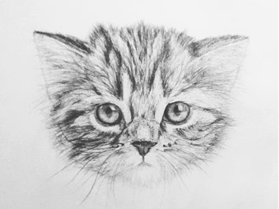 Cat drawing cat decean drawing illustration nelutu pencil