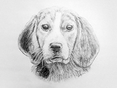Dog - pencil drawing decean drawing illustration nelutu pencil