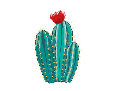 cactus cactus illüstration opuntia plants san pedro
