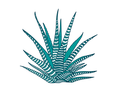 Aloe Vera aleovera cactus floral illüstration