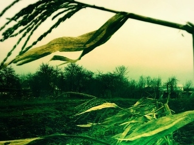 Autumn fields art digital photo field green photography research russia