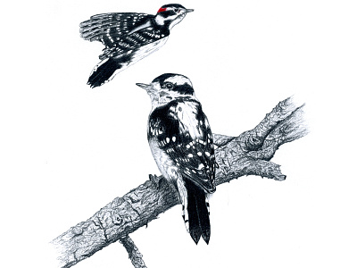Downey Woodpecker bird illustration bird in flight birds downy woodpecker fourwindsgraphics graphite hand drawn illustration tree woodpecker
