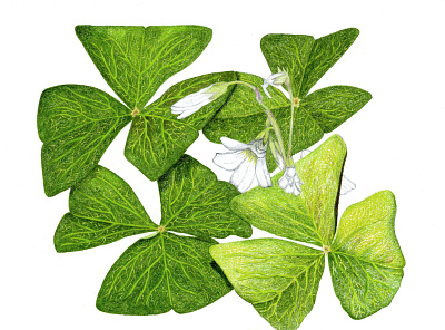 Shamrocks 2021 botanical botanical art coloredpencil flowers fourwindsgraphics green hand drawn illustration leaves peggyhellem photorealistic shamrock shamrocks st. patricks day white flowers