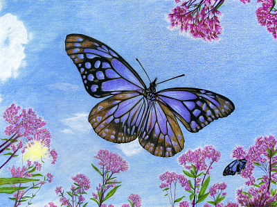 Looking up at a butterfly butterflies butterfly coloredpencil flowers fourwindsgraphics hand drawn illustration nature nature illustration peggy hellem pink flowers