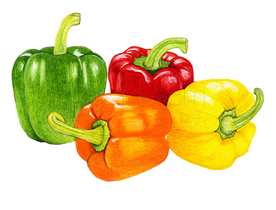 Bell Peppers book cover branding coloredpencil cook book cooking food fourwindsgraphics garden gardening hand drawn harvest healthy illustration natural peggy hellem peppers recipe vegan vegetables veggies
