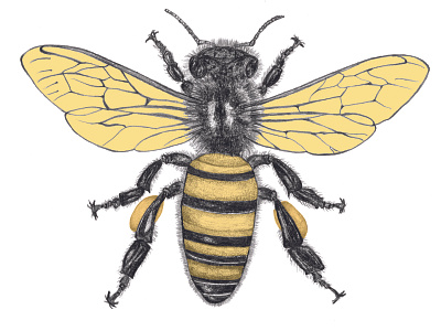 Honey Bee drawing fourwindsgraphics graphite graphitedrawing hand drawn honeybee illustration logodesign