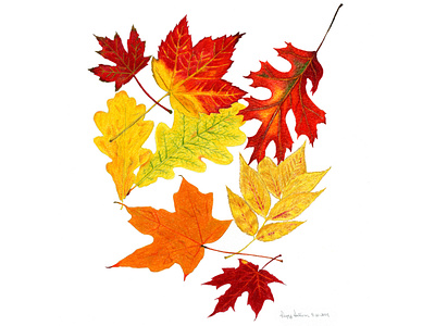Fall Leaves autumn autumn leaves coloredpencil fourwindsgraphics illustration leaf leaves