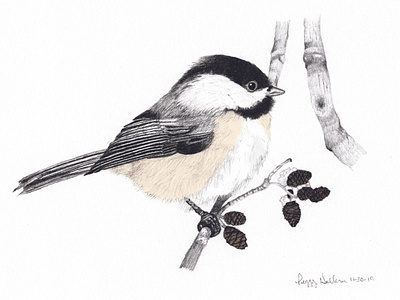 Black Cap Chickadee C  D