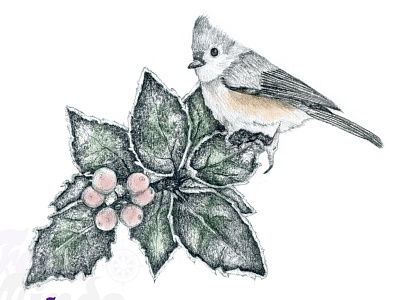 Holly   Titmouse