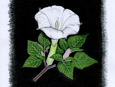 Sacred Datura botanical illustration coloredpencil flowers fourwindsgraphics hand drawn illustration
