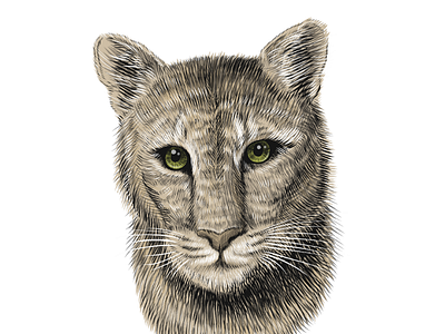 Puma portrait animal beast head illustration lion looking panther portrait puma sketch vector whiskers wild wildlife