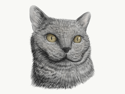 Creepy cat animal british cat creepy face halloween illustration pet portrait sketch vector