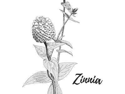 Zinnia flower sketch flower sketch zinnia