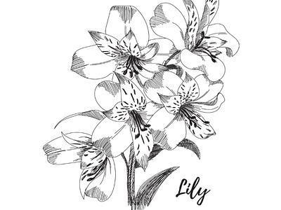 Lily flower sketch flower lily sketch