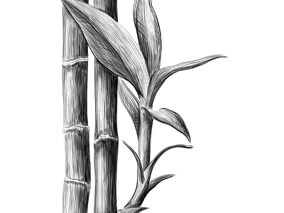 Bamboo stalk and leaves art bamboo bamboo branch bamboo leaves bamboo stalk botanical decoration design drawing element engraving flora graphic illustration nature plant sketch tree vector