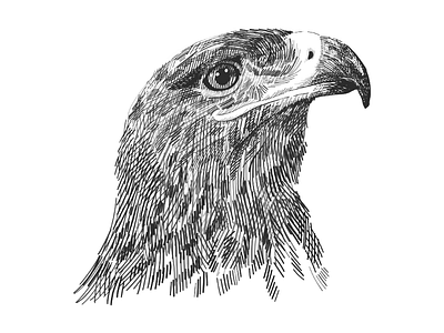 The saker falcon sketch art beak bird design drawing drawn eagle falcon falconry graphic hand head illustration nature portrait profile saker sketch vector wildlife