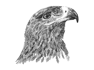 The saker falcon sketch