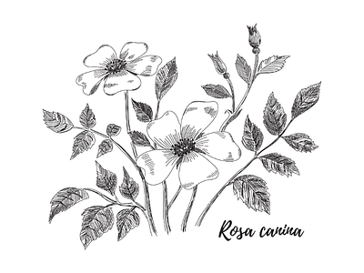 Rosa canina flower drawing black and white botanical canina floral flower hand drawn illustration ink leaves plant rosa rose rosehip sketch vector