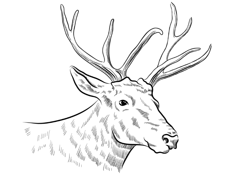 How to Draw a Reindeer Face  Really Easy Drawing Tutorial