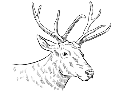 Stag deer head sketch