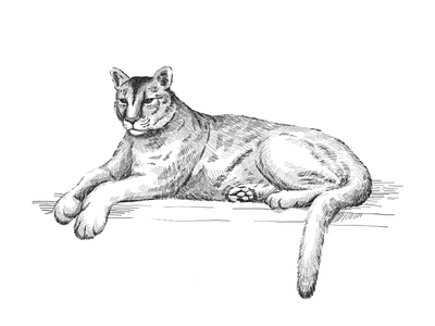 Reclining cougar animal art cat cougar design drawing drawn graphic hand illustration nature panther portrait predator puma sketch vector wild wildlife zoo