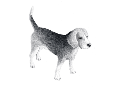 Beagle puppy dog illustration animal art artwork beagle dog domestic drawing drawn friend hand illustration pet puppy sketch stand