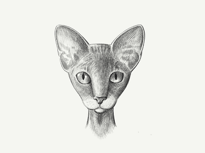 Sphinx cat sketch illustration