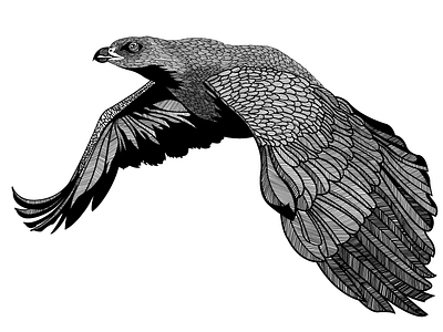 Eagle of freedom birds eagle freedom illustration
