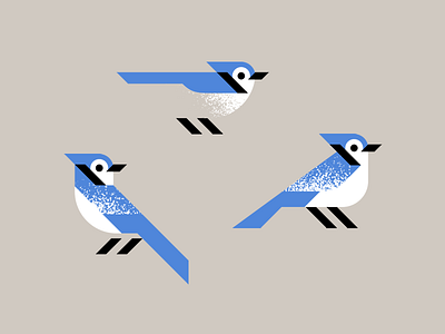 Tweedle-Dee art bird blue jay bluejay design illustration jay