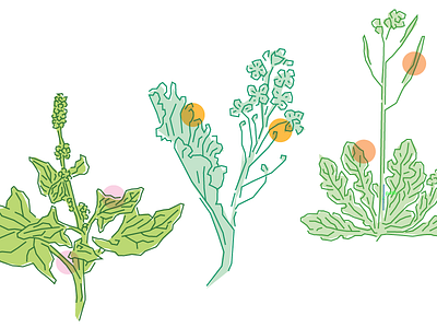 Some Perennials for Edible Vineyard crops edible illustration perennials