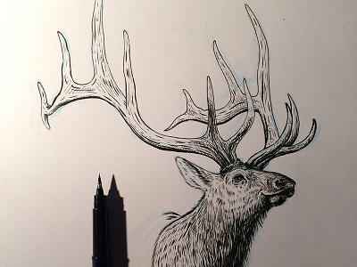 Elk animal brush elk illustration ink mountains