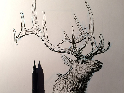 Elk