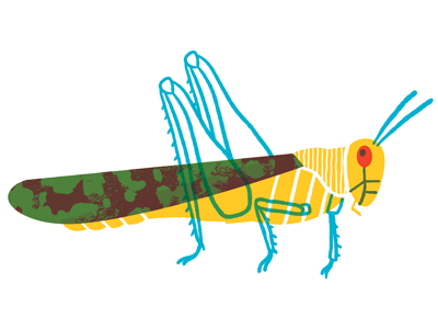 Locust bugs illustration insect locust overprint