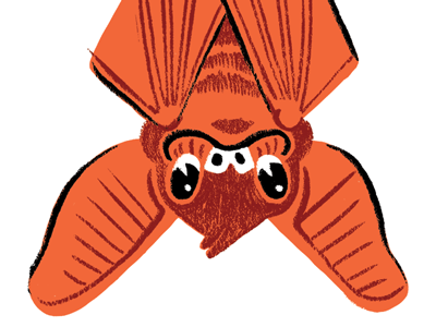 Austin the Bat animal austin bat character draw illustration texas