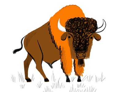 Bison animal bison buffalo sketch