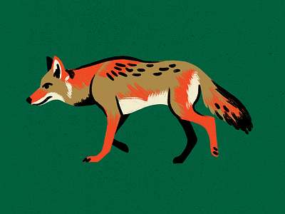 Coyote animal coyote illustration