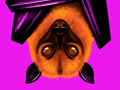 Flying Fox animal bat digital painting flying fox ipad pro procreate