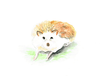 hedgehog illustration watercolour