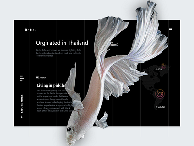 betta fish website design animation app beautiful betta fish design fishes icon ui ux vector web