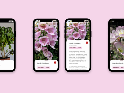 Plant Shuffling App app design dailyui dailyuichallenge photos plants