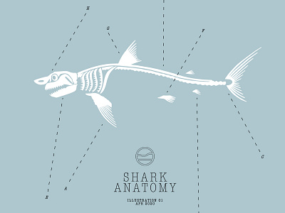 Shark Anatomy anatomy bones cape clasp cape cod drawing illustration marine life ocean shark shark week