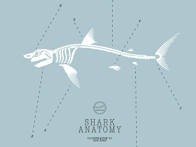 Shark Anatomy