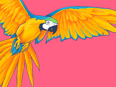 Macaw Meetup bird drawing illustration macaw parrot pattern pink repeat
