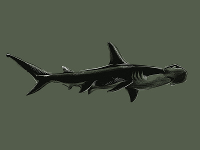 Skark Tank black and white drawing green ocean pencil shark sketch